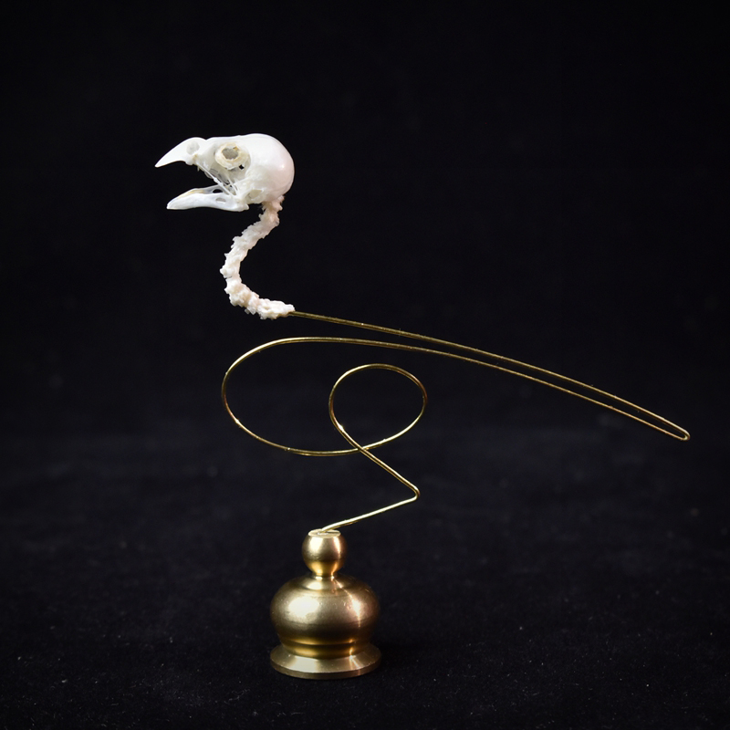 Art Craft Museum - 2111 Boutique Ethical Bird Skull Art